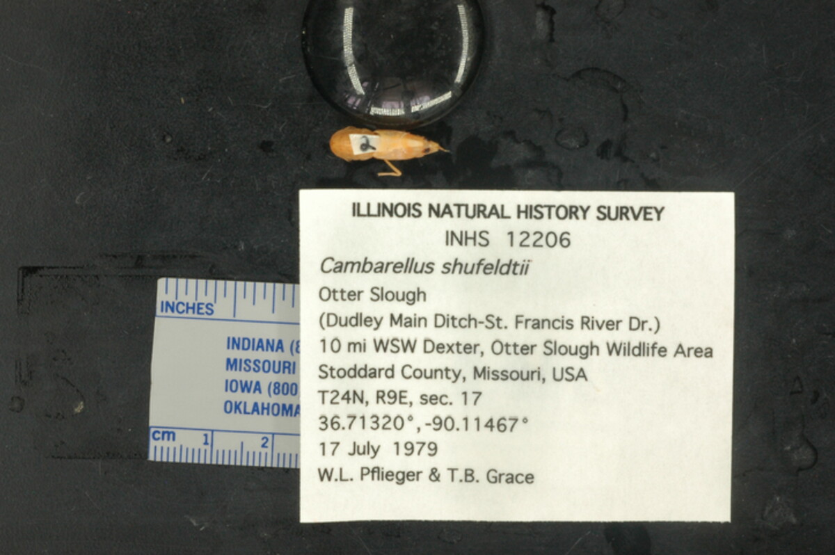 Cambarellinae image